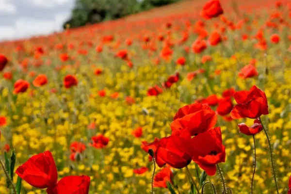 campo-amapolas